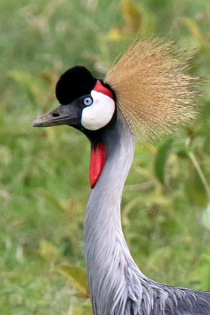 African crowned crane - 3 (Explored)