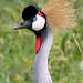 African crowned crane - 3 (Explored)