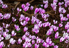 Flowers at Snowshill Manor