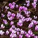 Flowers at Snowshill Manor