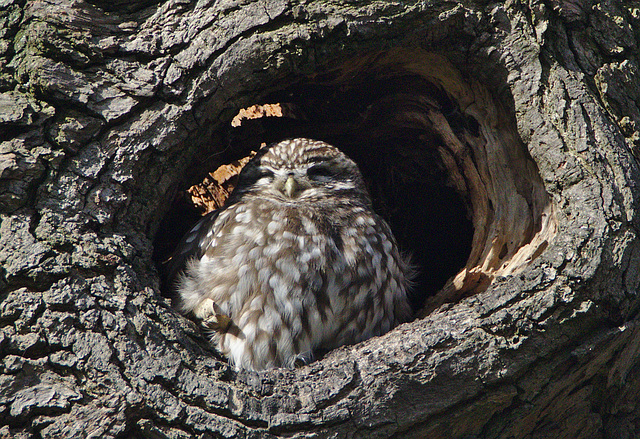 EF7A1374littleowl