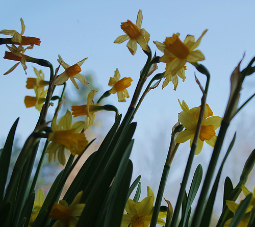 Fleurettes