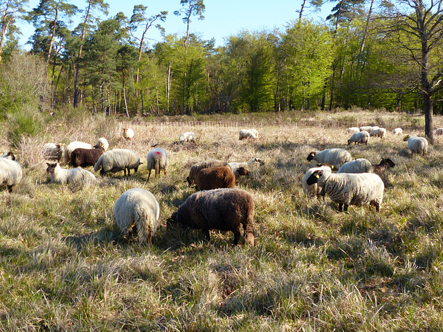 Transhumance du 5 mai 2016