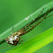 Long Jawed Orb Web Spider. Tetragnathidae. 2