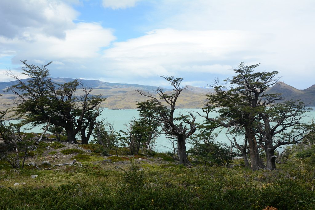 Chile, The Shore of the Nordenskjöld Lake