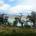 Chile, The Shore of the Nordenskjöld Lake