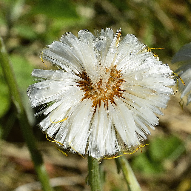 Ice Flower