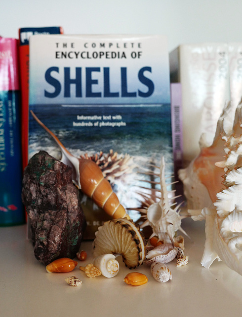 #23- Shells