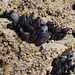P7270776 Mussels