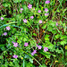 Pyrenäen-Storchschnabel (Geranium pyrenaicum)