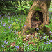 Spring greenery and Bluebells - Ladybank wood.