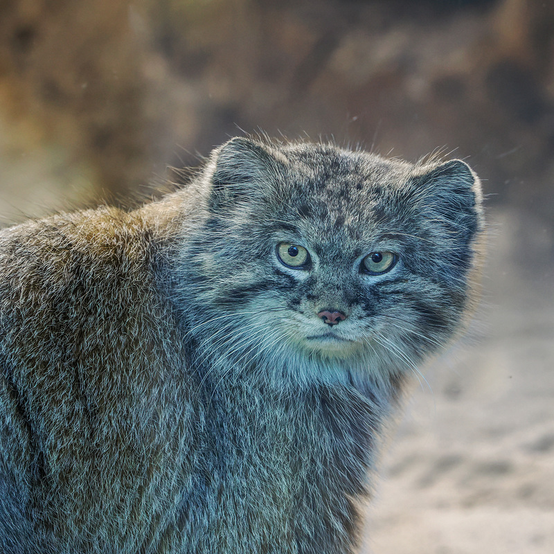 Gatto Manùl