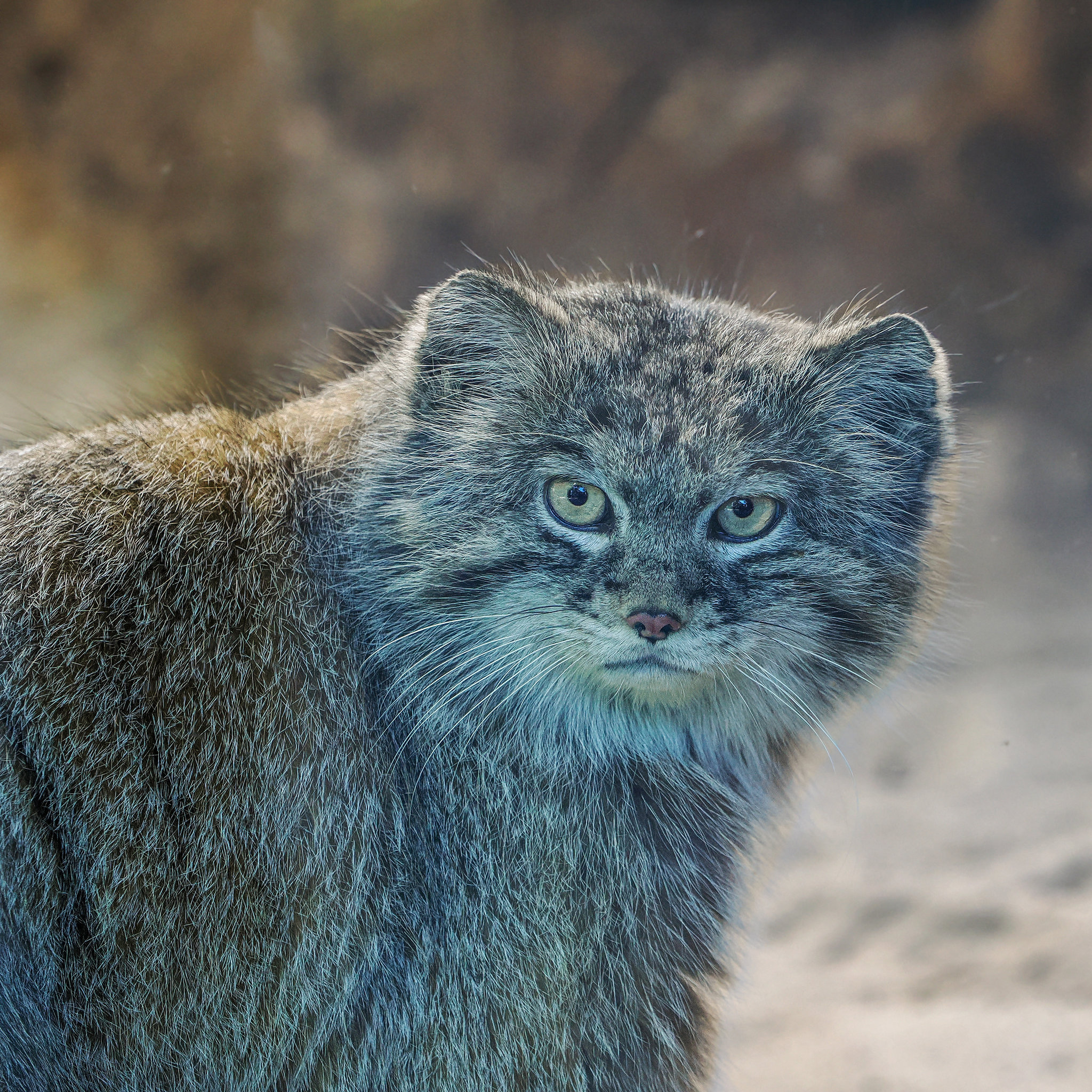 Gatto Manùl