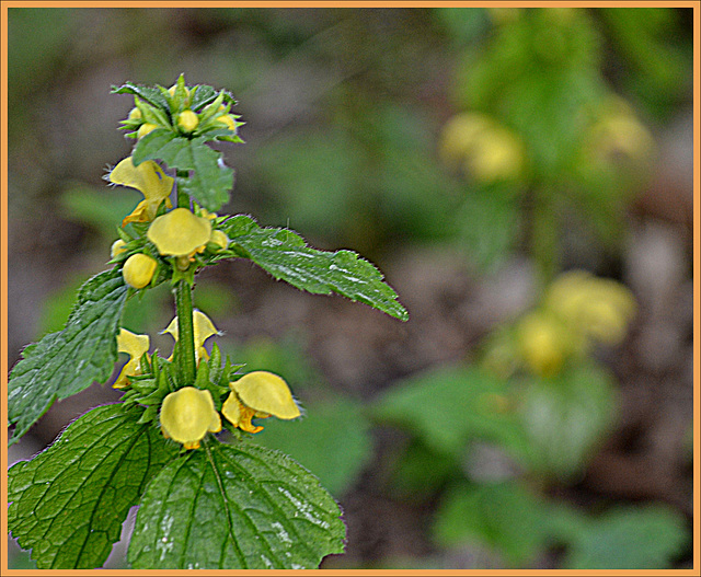 Lamium Galeobdolon( a little rain works good)