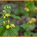 Lamium Galeobdolon( a little rain works good)