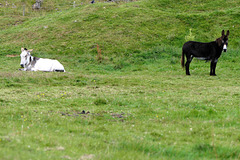 Llandudno - Donkeys