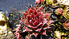 Sempervivum tectorum