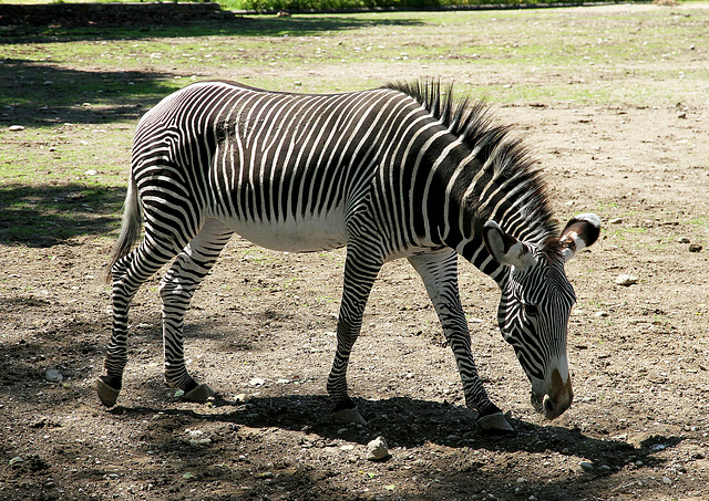 Zebra