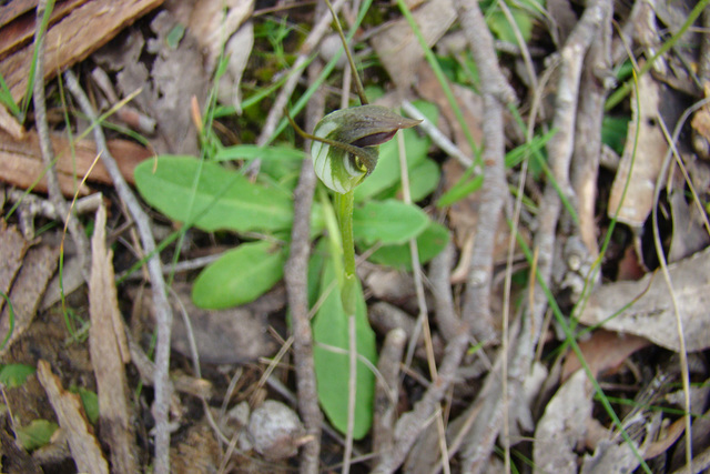 Maroon hood orchid