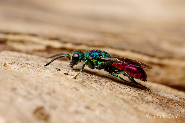 Chrysis ignita