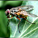 Stubenfliege Susi. Housefly Susi. ©UdoSm