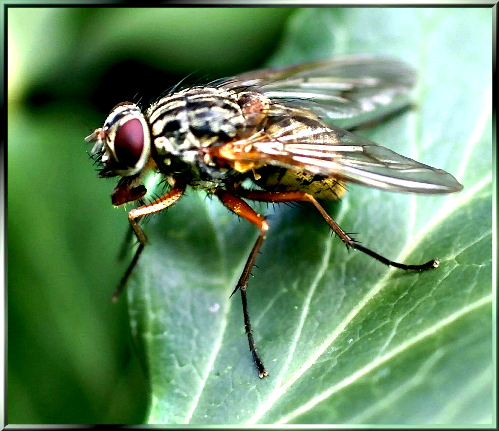 Stubenfliege Susi. Housefly Susi. ©UdoSm