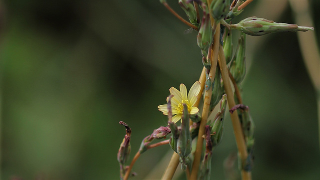 La discrète - Lactuca serriola