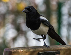 Magpie