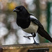 Magpie