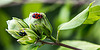 20150828 8611VRAw [D~RI] Roseneibisch (Hibiscus), Goldfliege, Feuerwanze, Rinteln