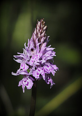 Orchis de Fuchs