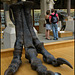 Tyrannosaurus bigfoot
