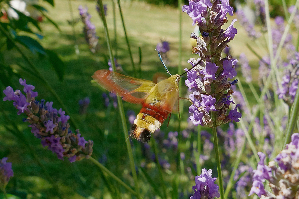 Sphinx gazé (Hemaris fuciformis)