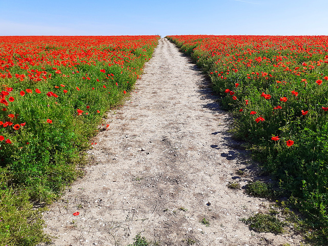 Path through the poppies