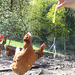 Don't kill your chickens before they're fed. (HFF!)