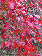 Blueberry leaves in autumn