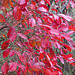 Blueberry leaves in autumn