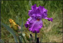 Iris Pervenche du Barry (3)