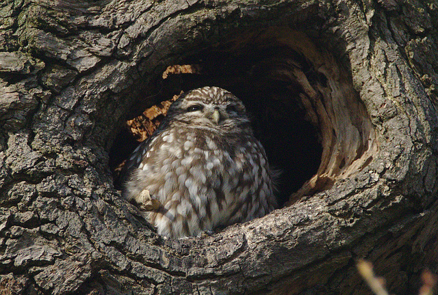 EF7A1368littleowl