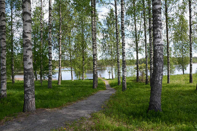 Finland, Birch Grove on the Shores of Lake of Kolima
