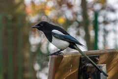 Magpie2