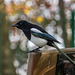 Magpie2