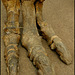 Iguanodon bernissartensis foot