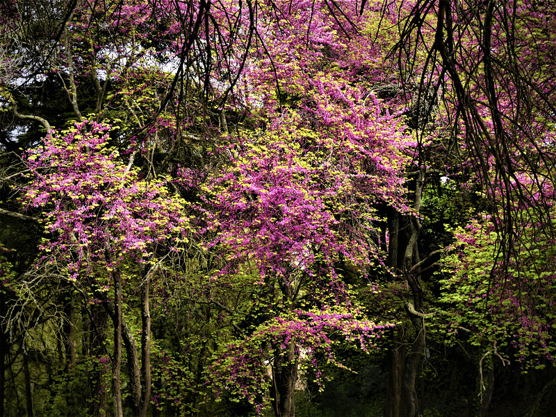 Judas Tree