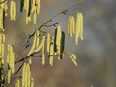 20210131 9893CPw [D~LIP] Gemeine Hasel (Corylus avellana), Bad Salzuflen