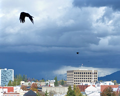 Crows over the city