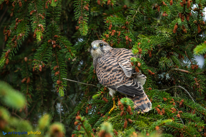 Our kestrels have started to leave the nest.