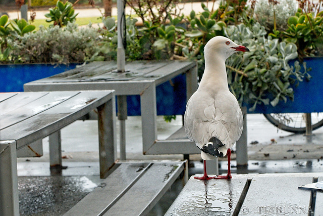 The waiting seagull