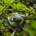 20230523 0210CPw [D~LIP] Blaumeise (Cyanistes caeruleus) [JV], Feuerdorn (Pyracantha agg), Bad Salzuflen