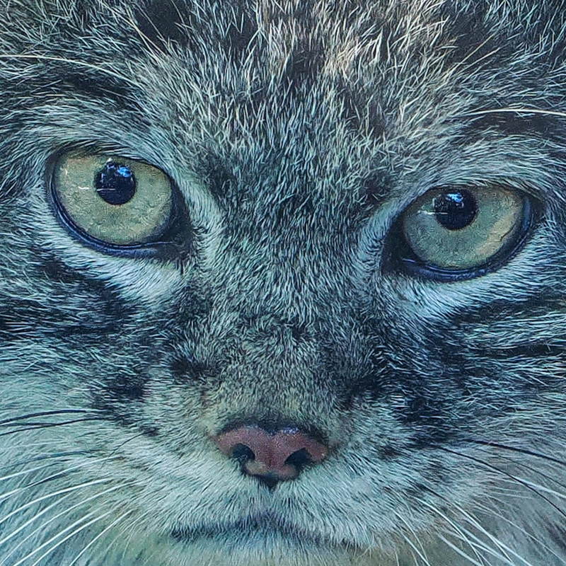 A me gli occhi. Gatto Manùl